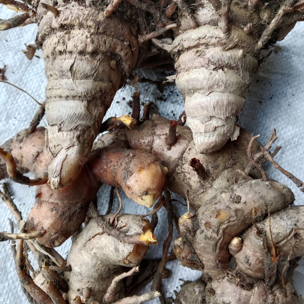 

temulawak segar lgsung ambil dikebon 1kg