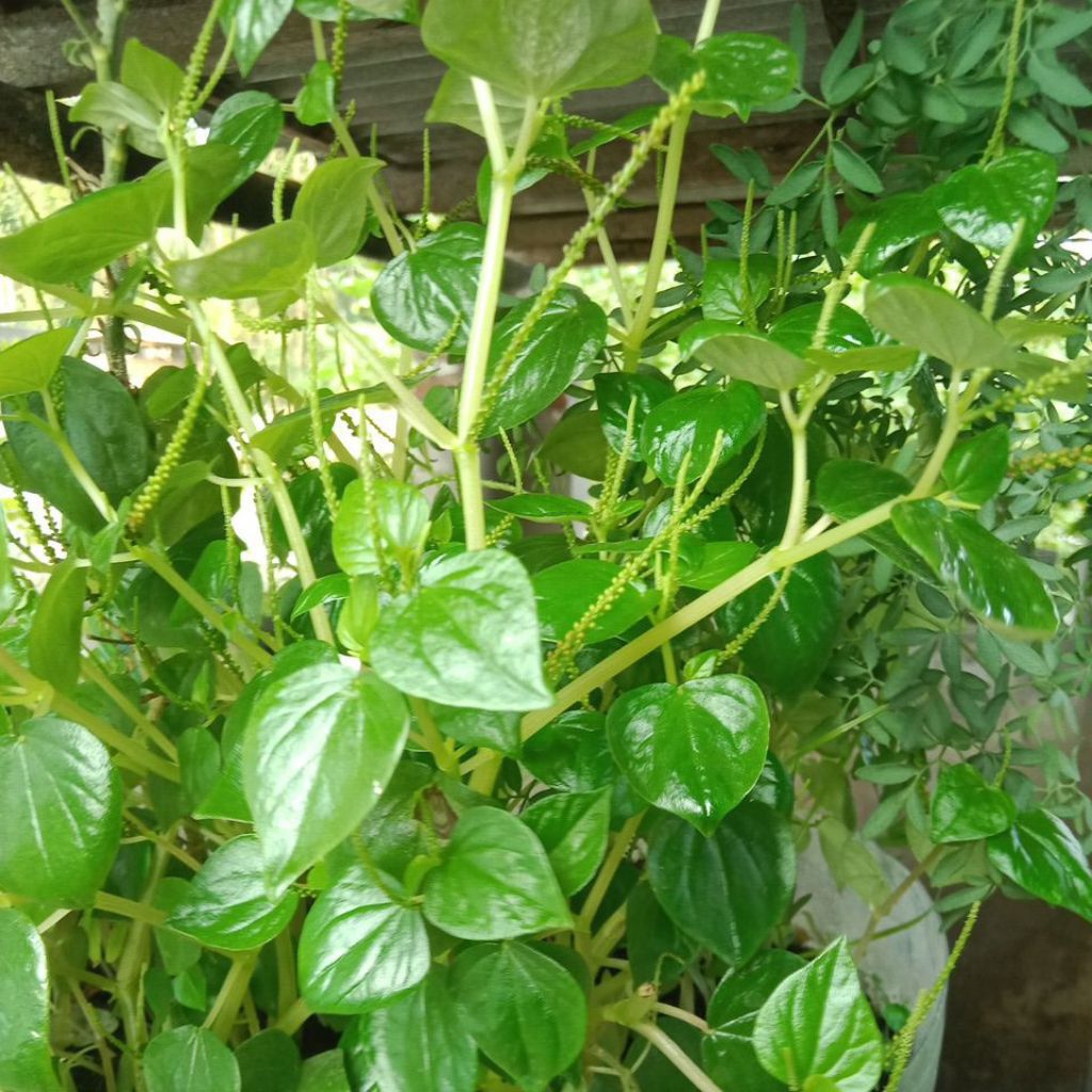 

sirih cina/50g segar/samsul.herbal1