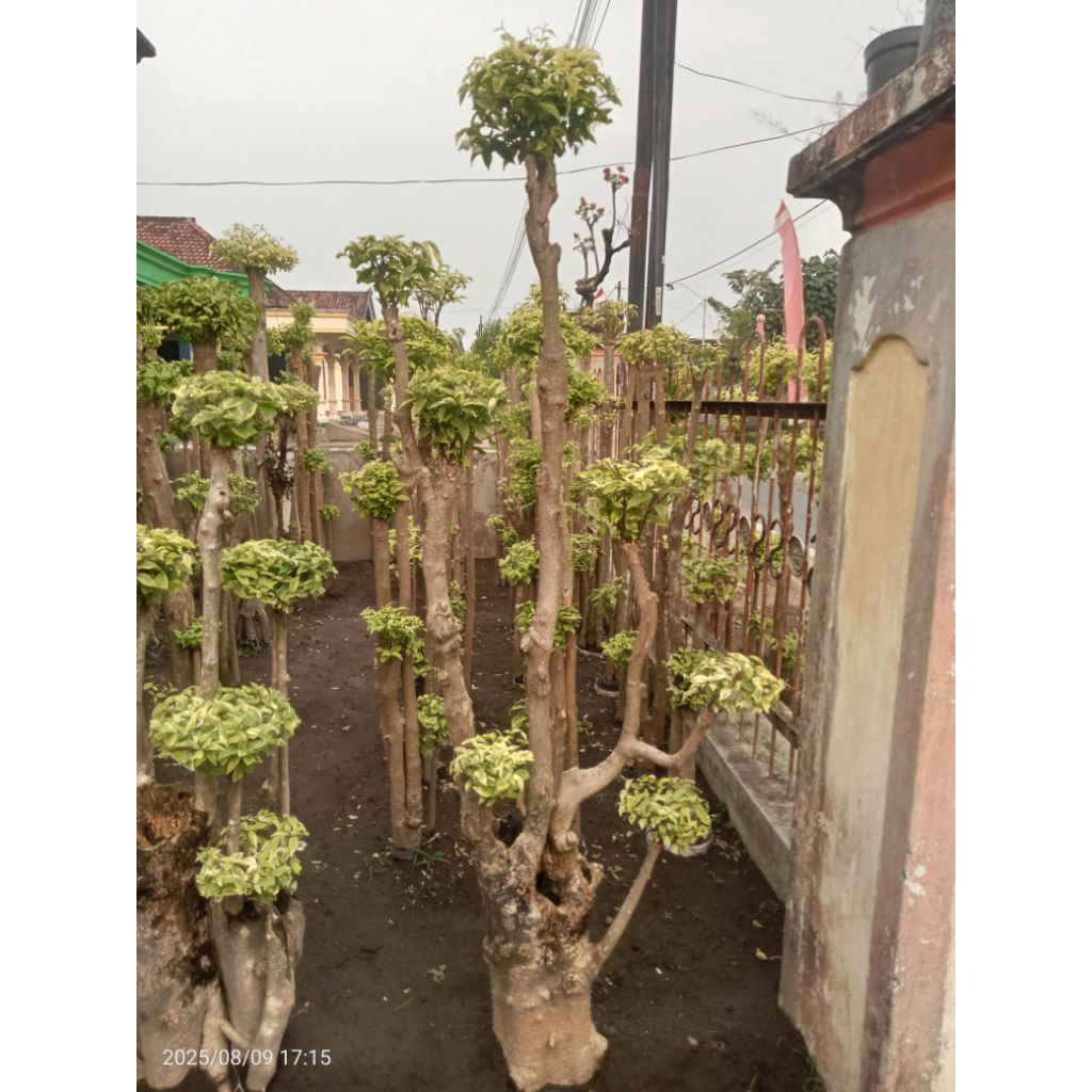 Bonsai taman anting putri berkarakter