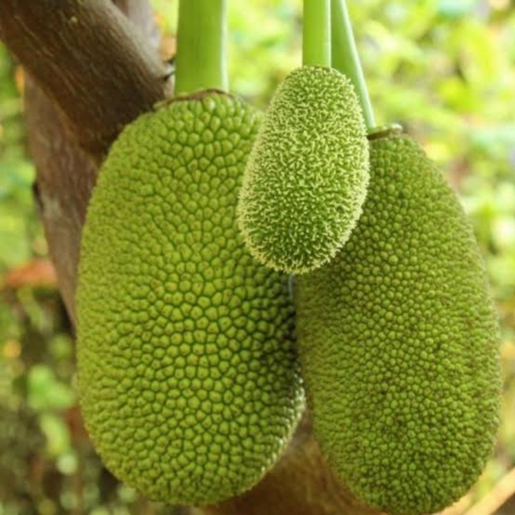 

nangka mentah utuh fresh 2kg untuk (di sayur)