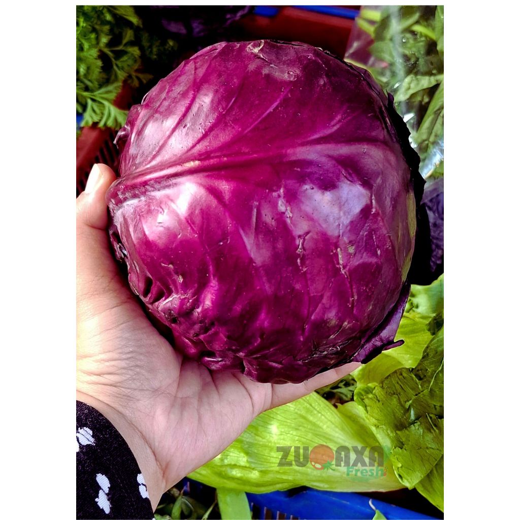 

Kol Ungu / Kubis ungu / Kubis Merah / red cabbage - 500 gr /1 kg