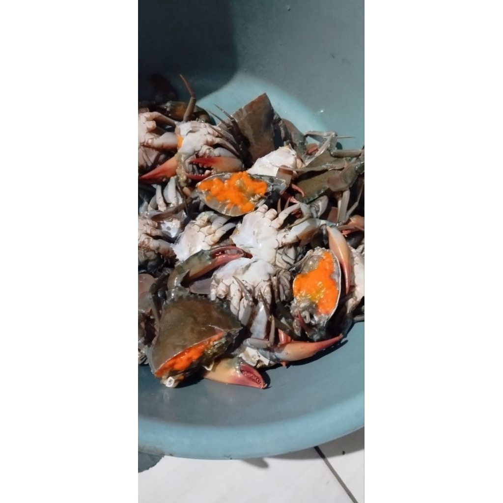 

Kepiting Telor Manis Gurih ya