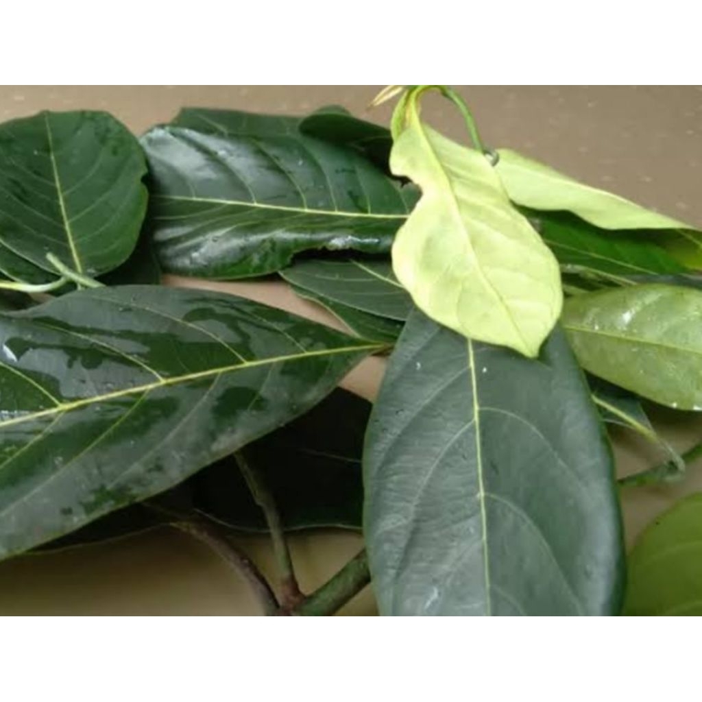 

150 bj DAUN NANGKA SEGAR/ untuk baju karnaval/ petik saat ada pesanan/