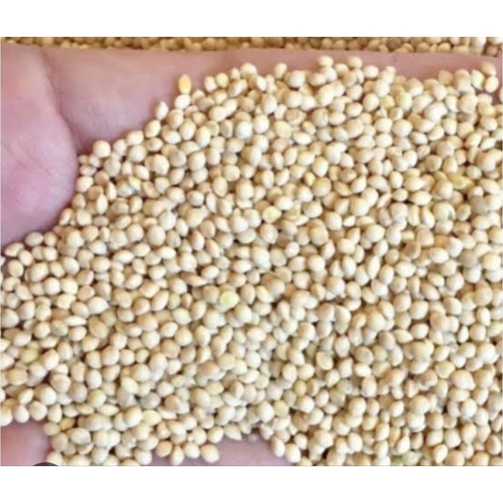 MILET YELLOW MILET KUNING PAKAN BURUNG BIJI MILET