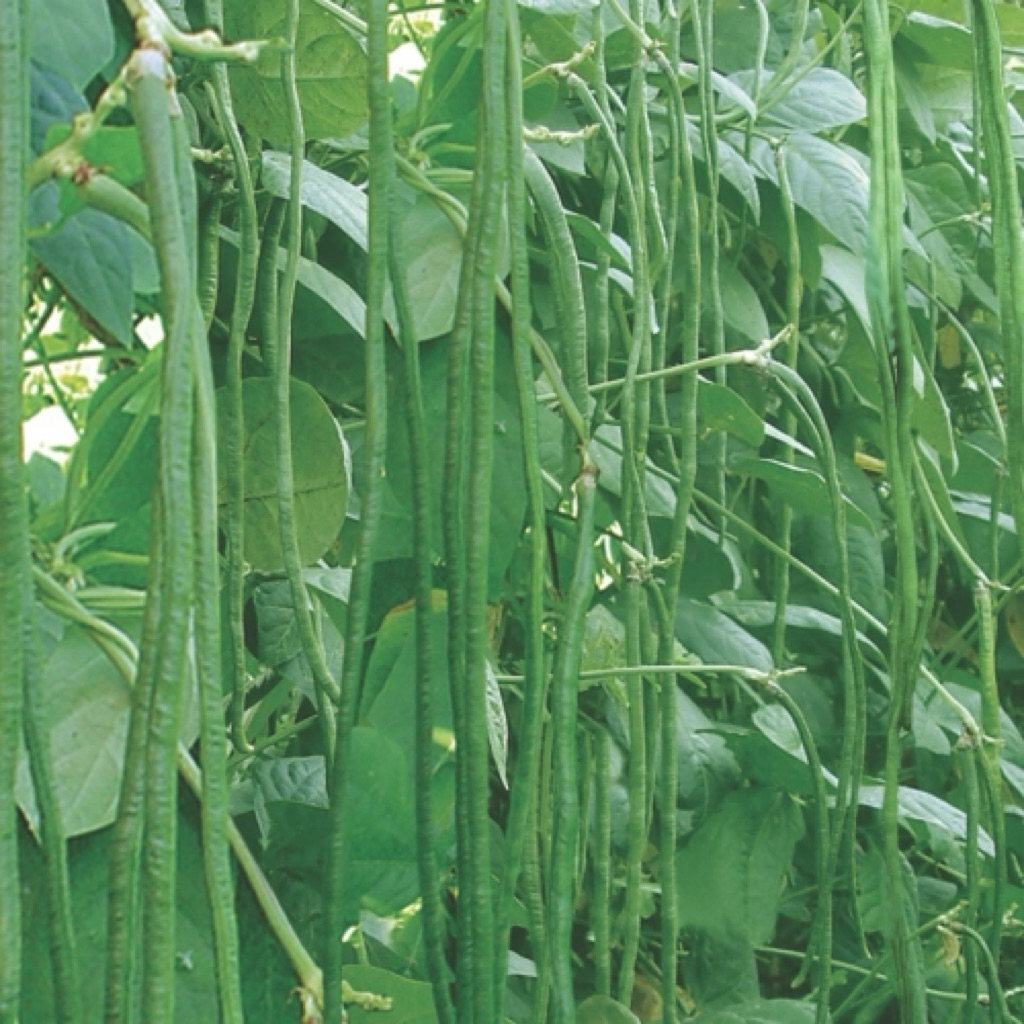 

Kacang Panjang Segar | 500gr / 1kg