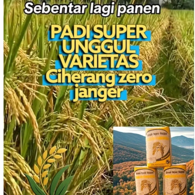 Benih padi super unggul varietas Ciherang Zero Janger paket 1Kg