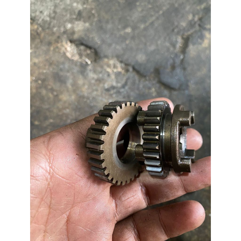 Gigi rasio tiger no 5