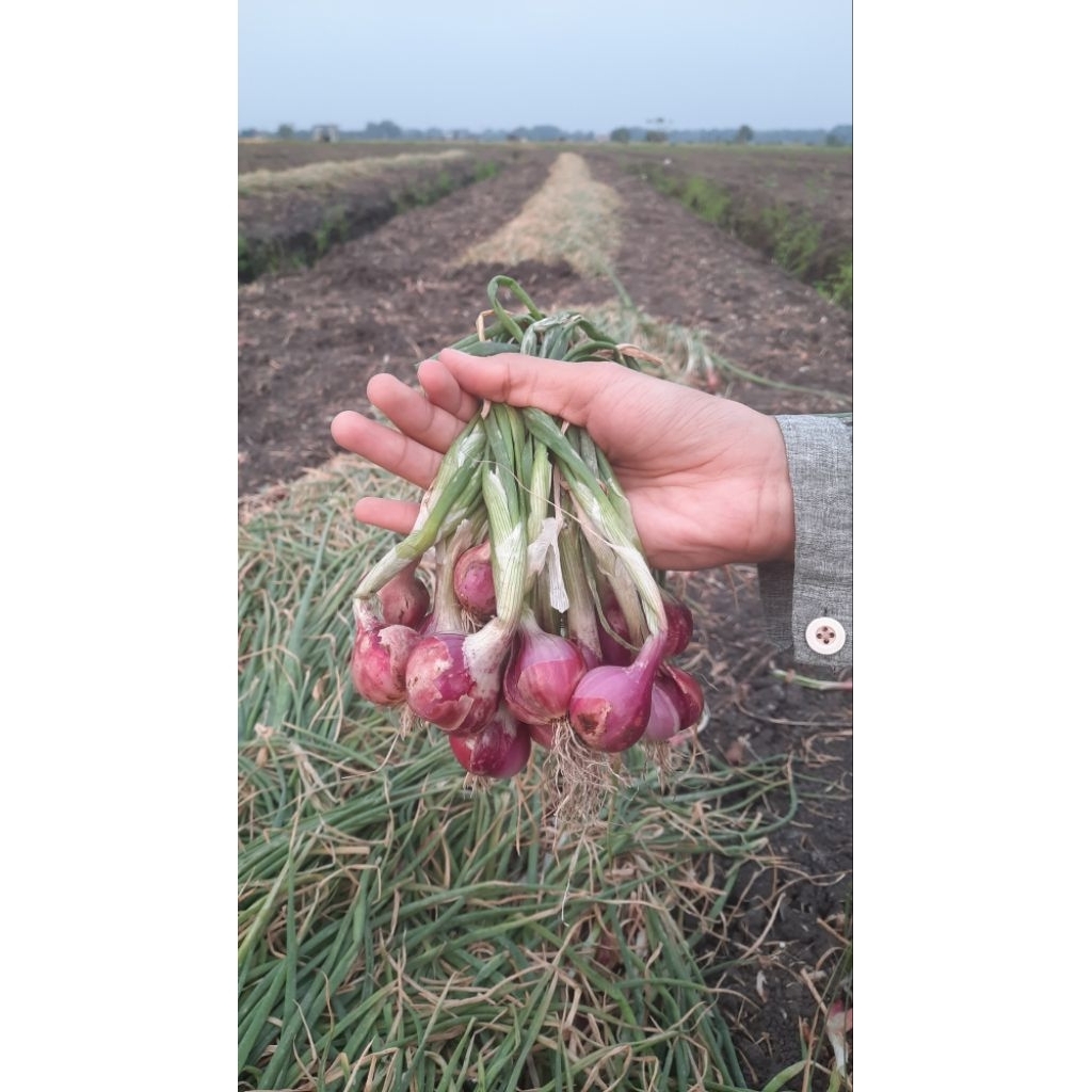 

BAWANG MERAH ukuran sedang - besar orginal Nganjuk