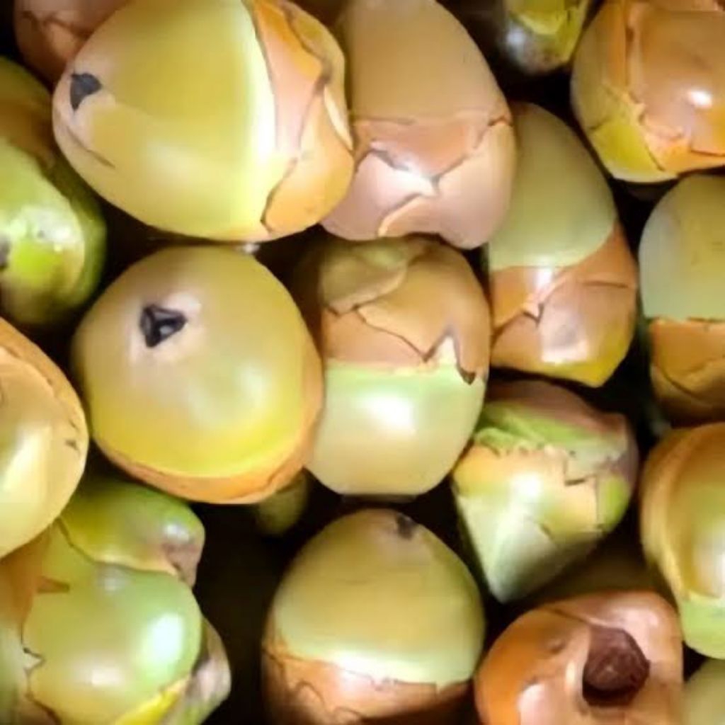 

BELULUK KELAPA / BLULUK KELAPA / KELAPA KECIL 1 biji