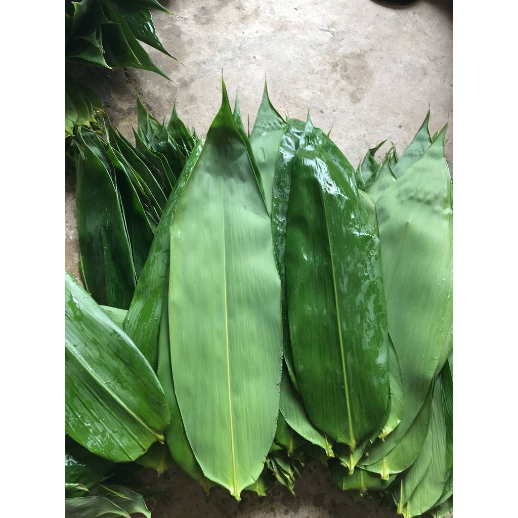 

Daun bambu basah 50 lembar