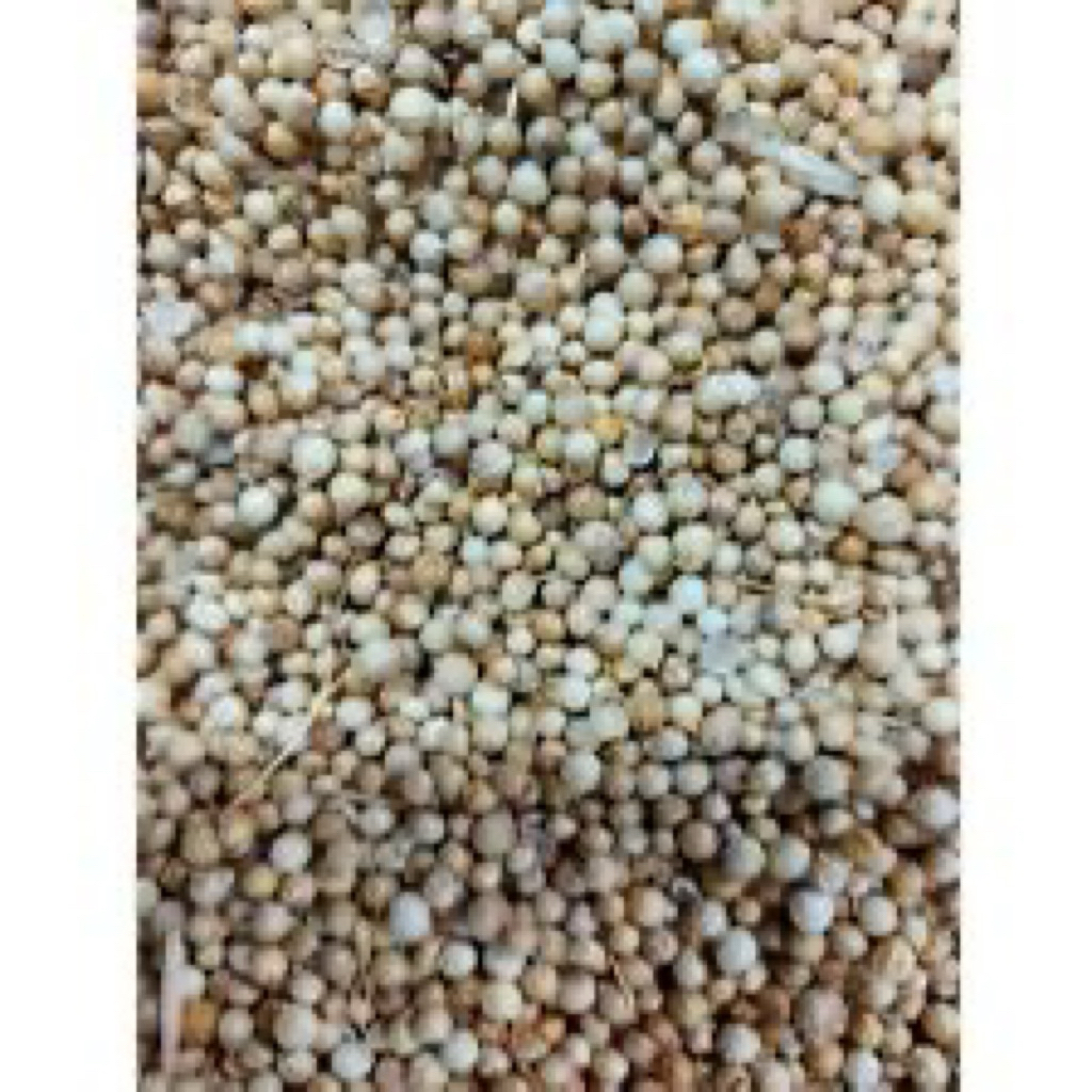 

ketumbar bulat ( 500 gram )