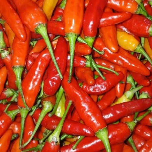 

cabe rawit lembang 250g