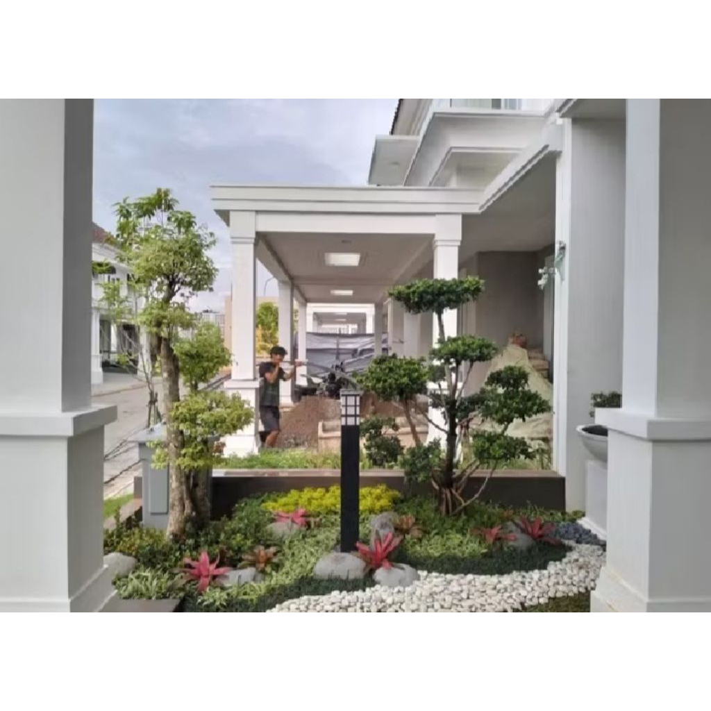 pembuatan taman rumput gajah mini, rumput Swis, rumput jepang