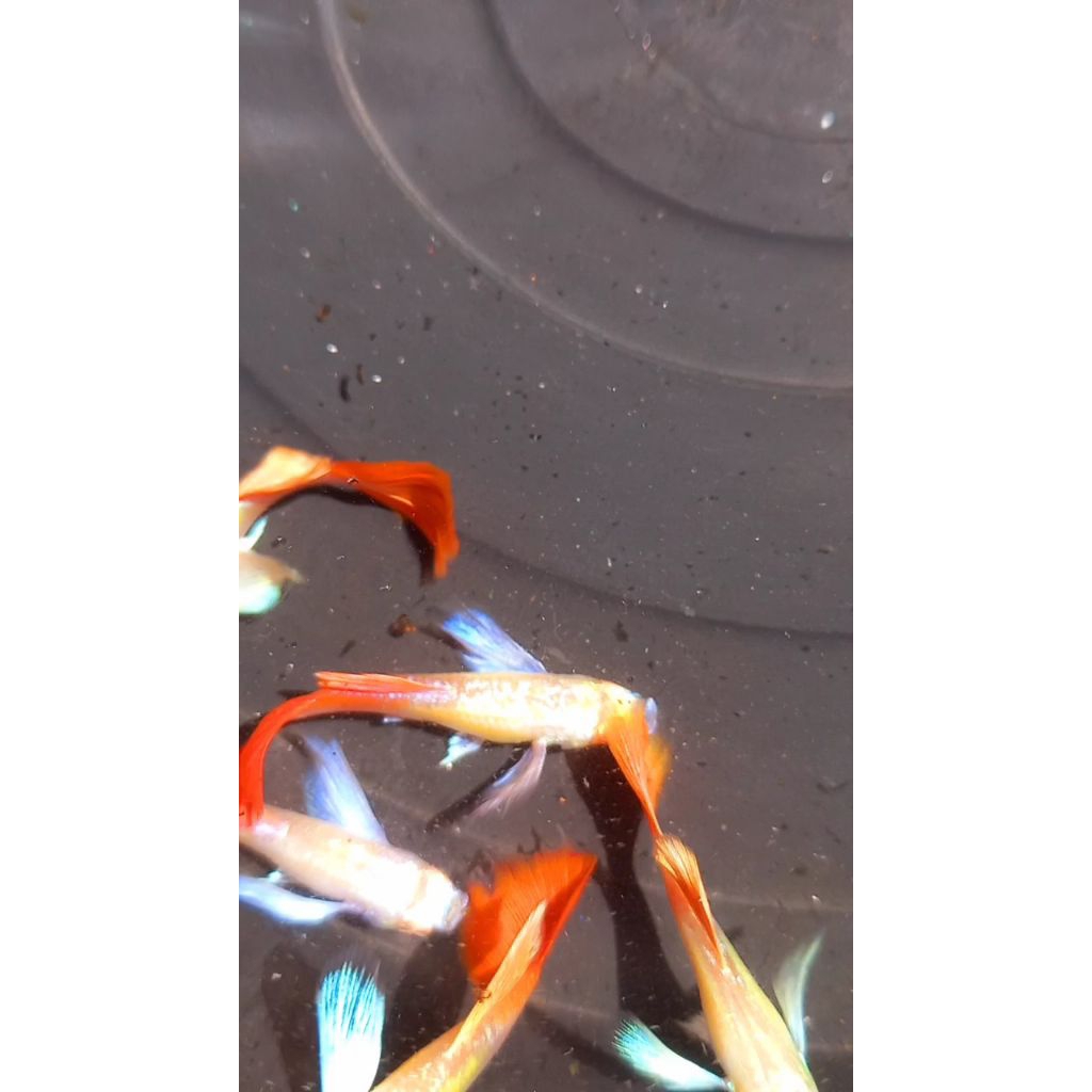 hiasan kolam / aquarium [ Albino PRTDE ]