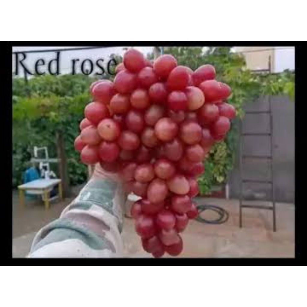 

Bibit anggur red rose