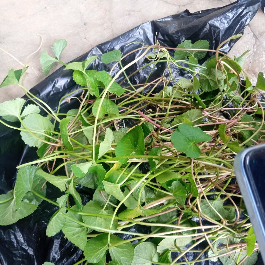 

Daun pegagan atau antanan segar 500 grm segar
