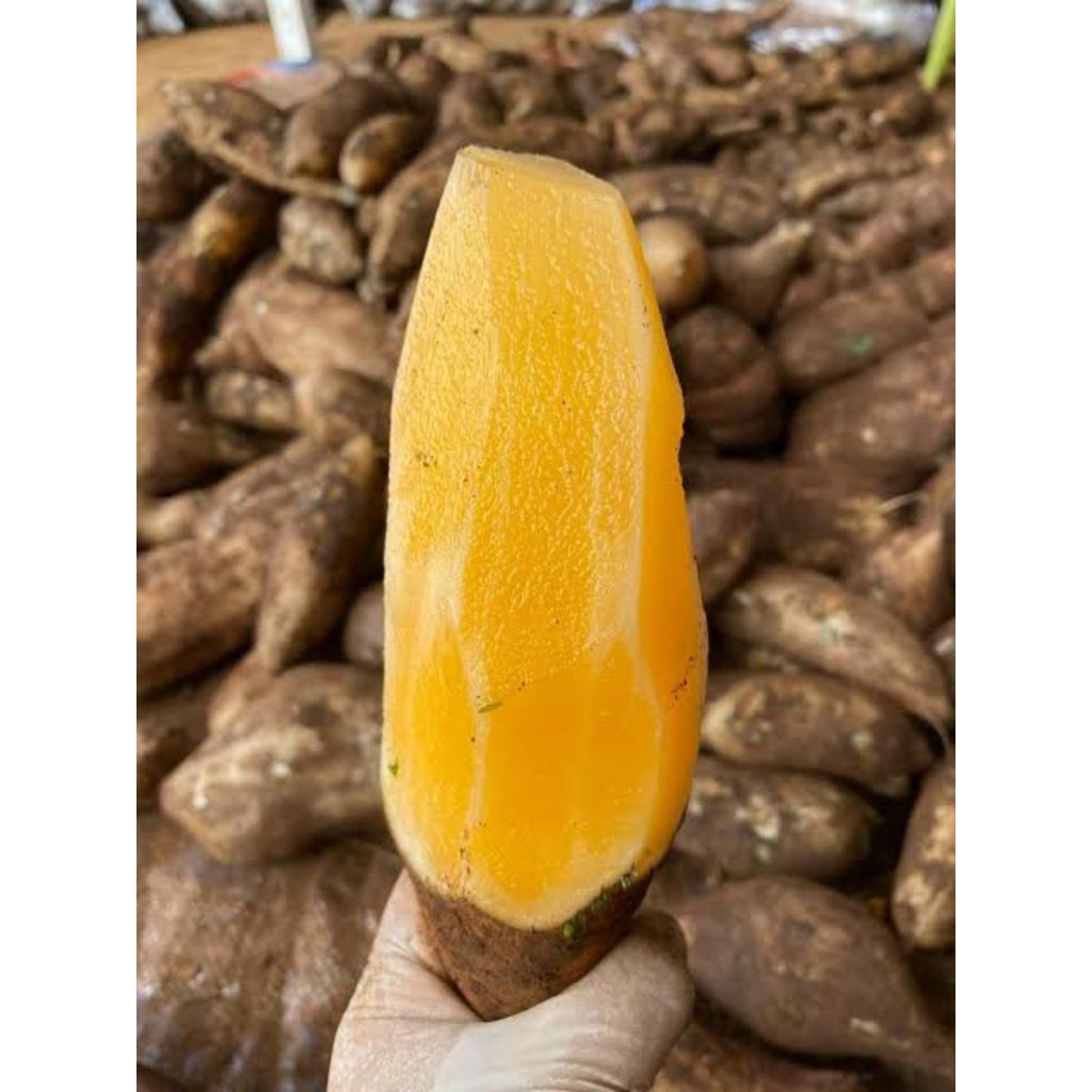 

ubi yacon asli super ukuran besar 1kg isi 2