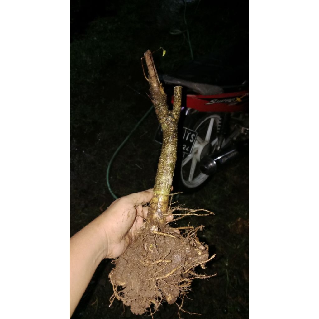 bahan bonsai anting putri akar natural