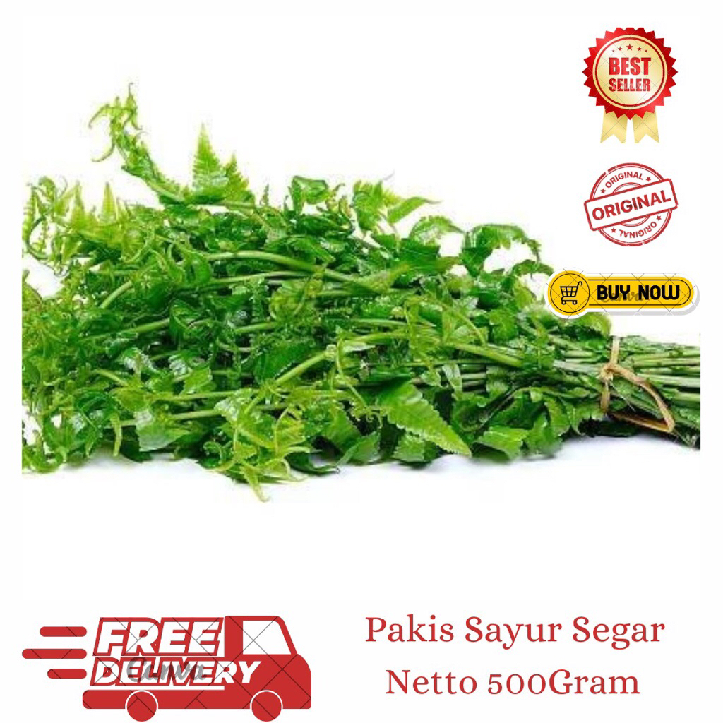 

Pakis Sayur Segar 500gram-Pakis Sayur Asli Petani