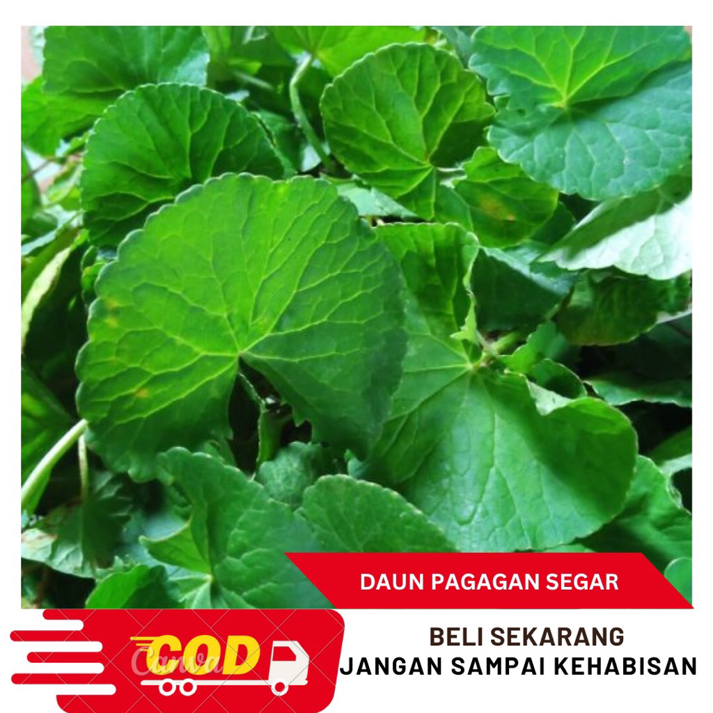 

Daun Pagagan Segar 500gram-Daun Antanan Segar