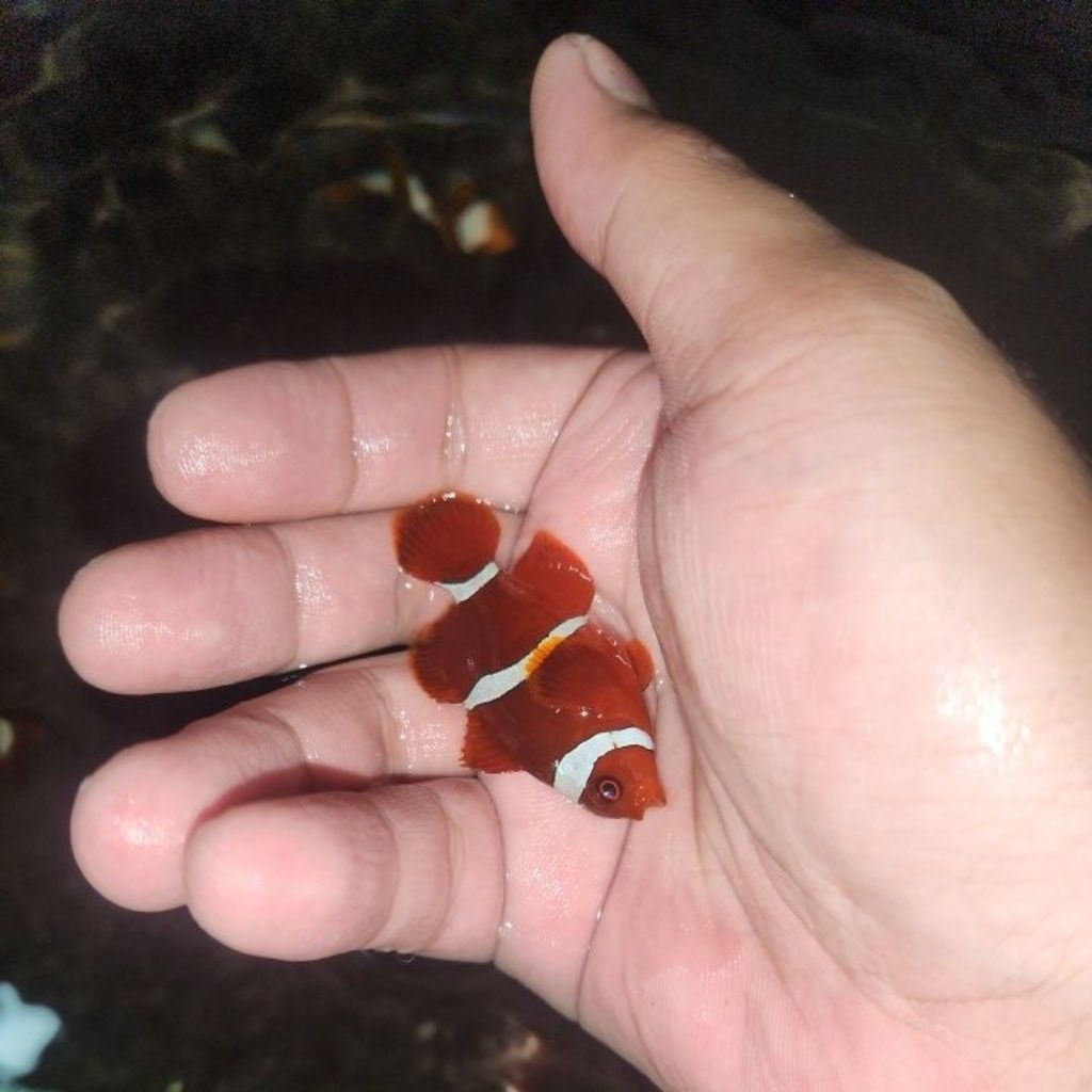 ikan hias air laut balong size s