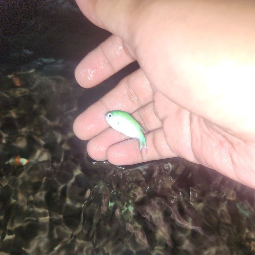 ikan hias air laut betok jae jae hijau