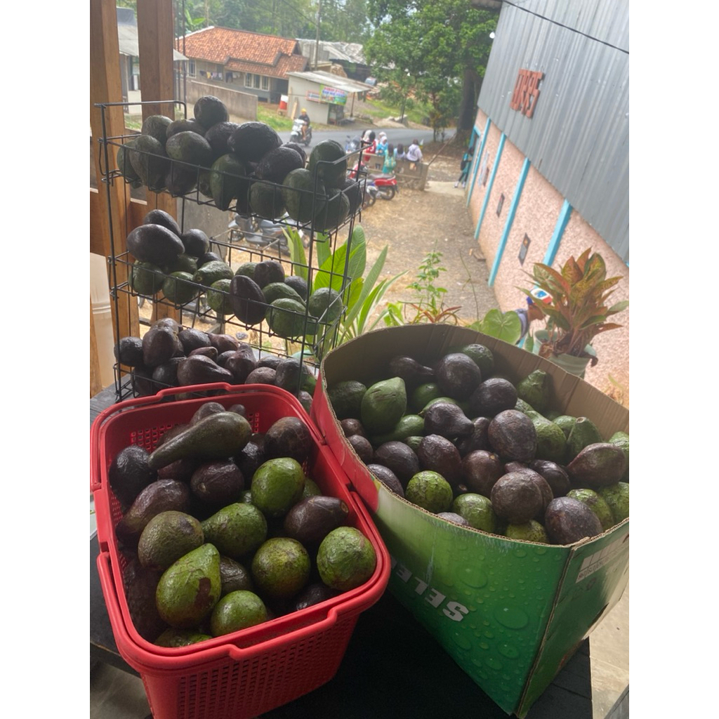 

buah alpukat