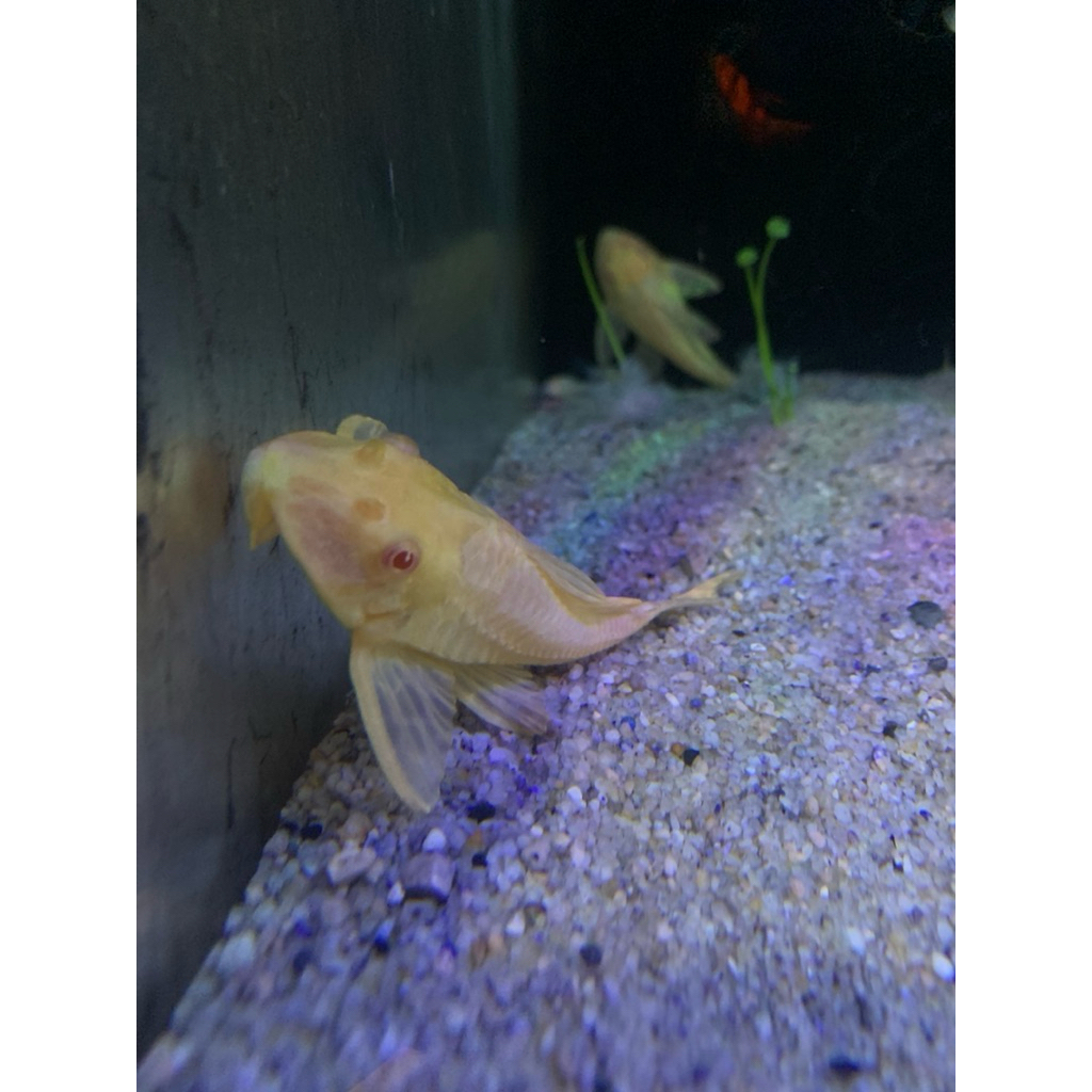 IKAN SAPU KACA ALBINO GIBERCEP MATA MERAH