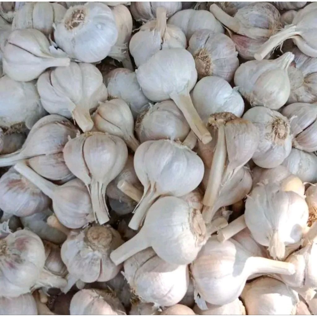 

BAWANG PUTIH KATING 1000 gram