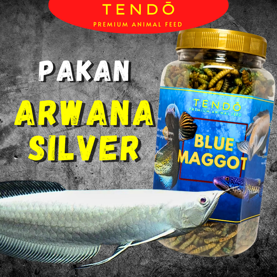 Makanan Ikan Arwana Silver Maggot Udang Kering Warna Naik Cepat Besar Tendo