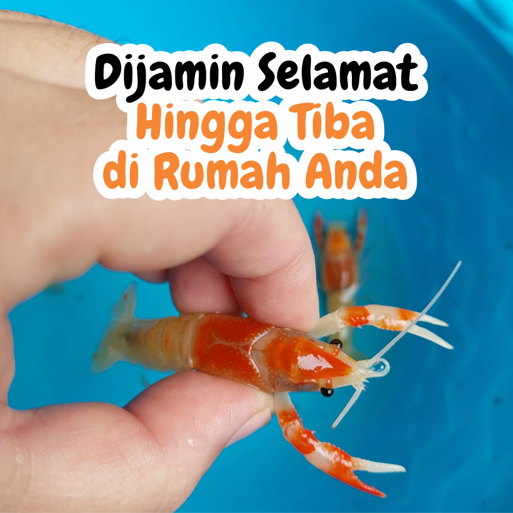 Lobster Air Tawar Hidup Asli Thailand – Lobster Hias Air Tawar Premium untuk Ikan Hias Aquascape Air