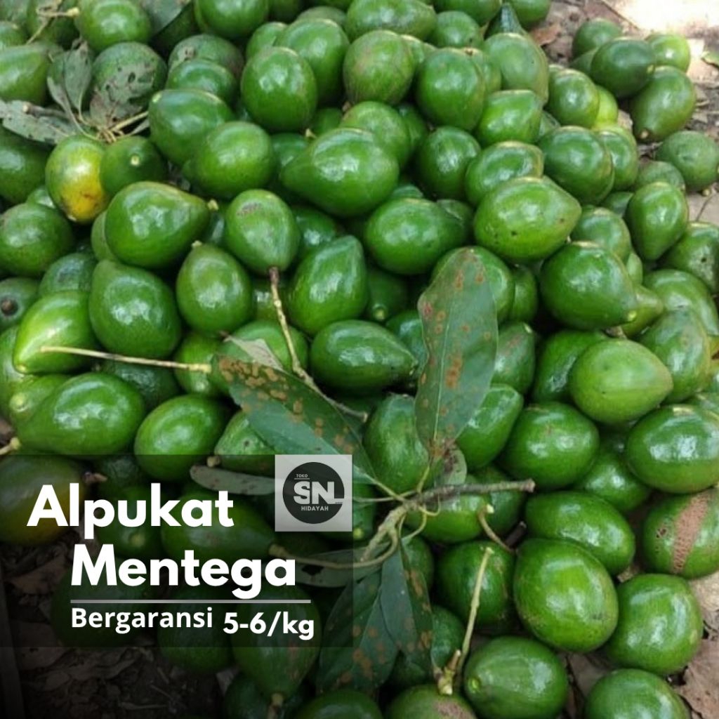 

Alpukat Mentega Bogor Fresh 1kg 5-6-7/kg