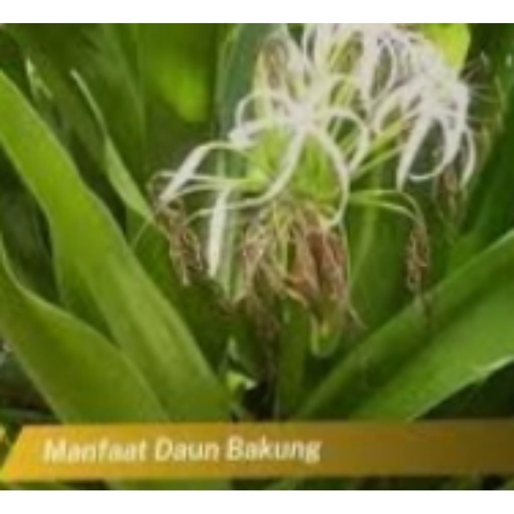 

daun Bakung 500 gram