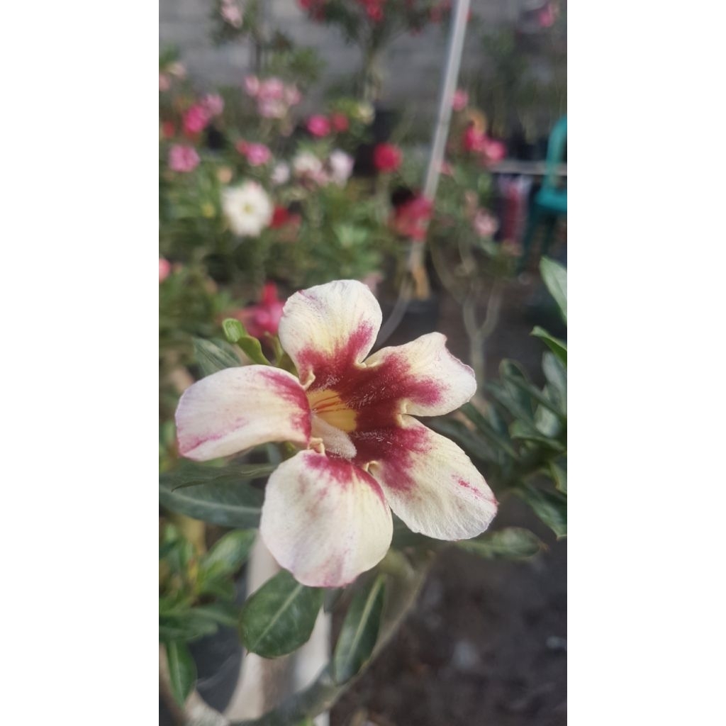 ADENIUM BUNGA SINGLE, KUNING KOMB COKLAT