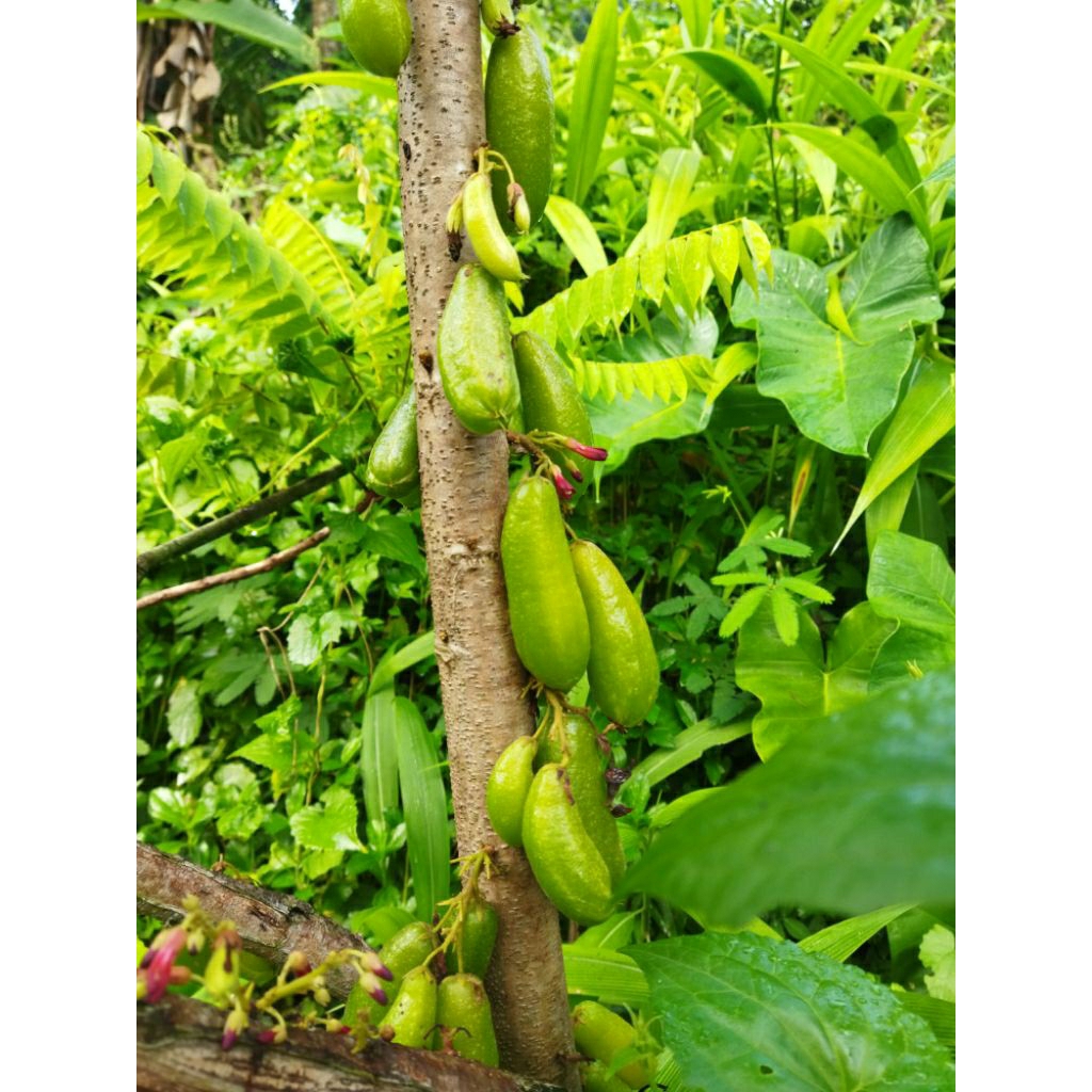 

Belingbing wuluh belimbing sayur 500 gram