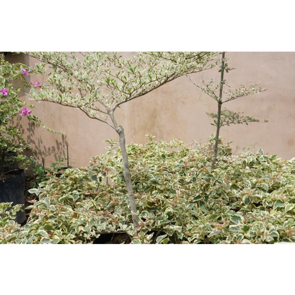 Ketapang Kencana Varigata