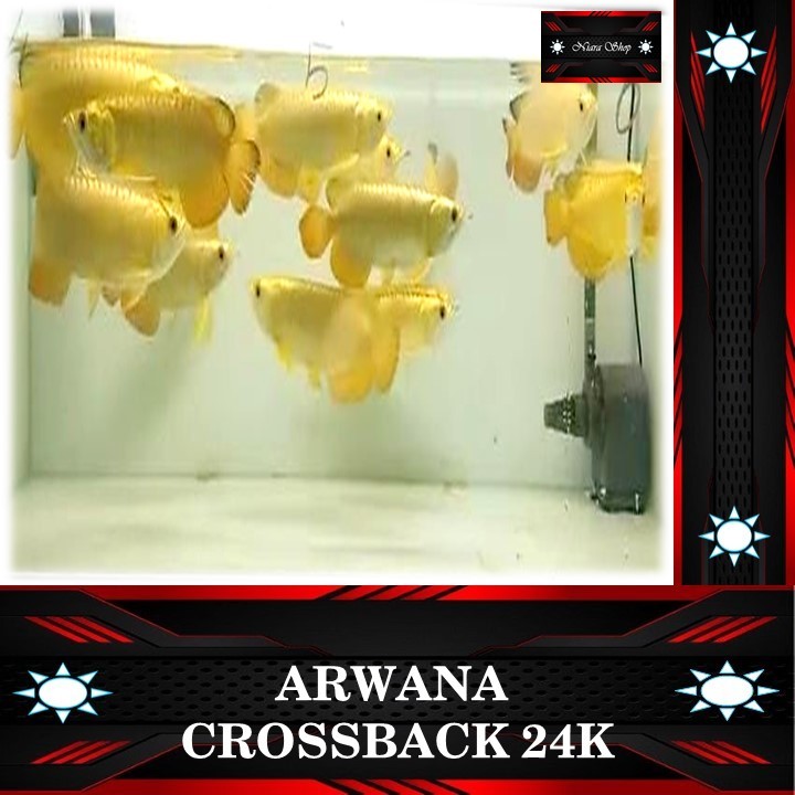 ARWANA CROSSBACK 24K GREAD A+ SERTI + CHIP LENGKAP