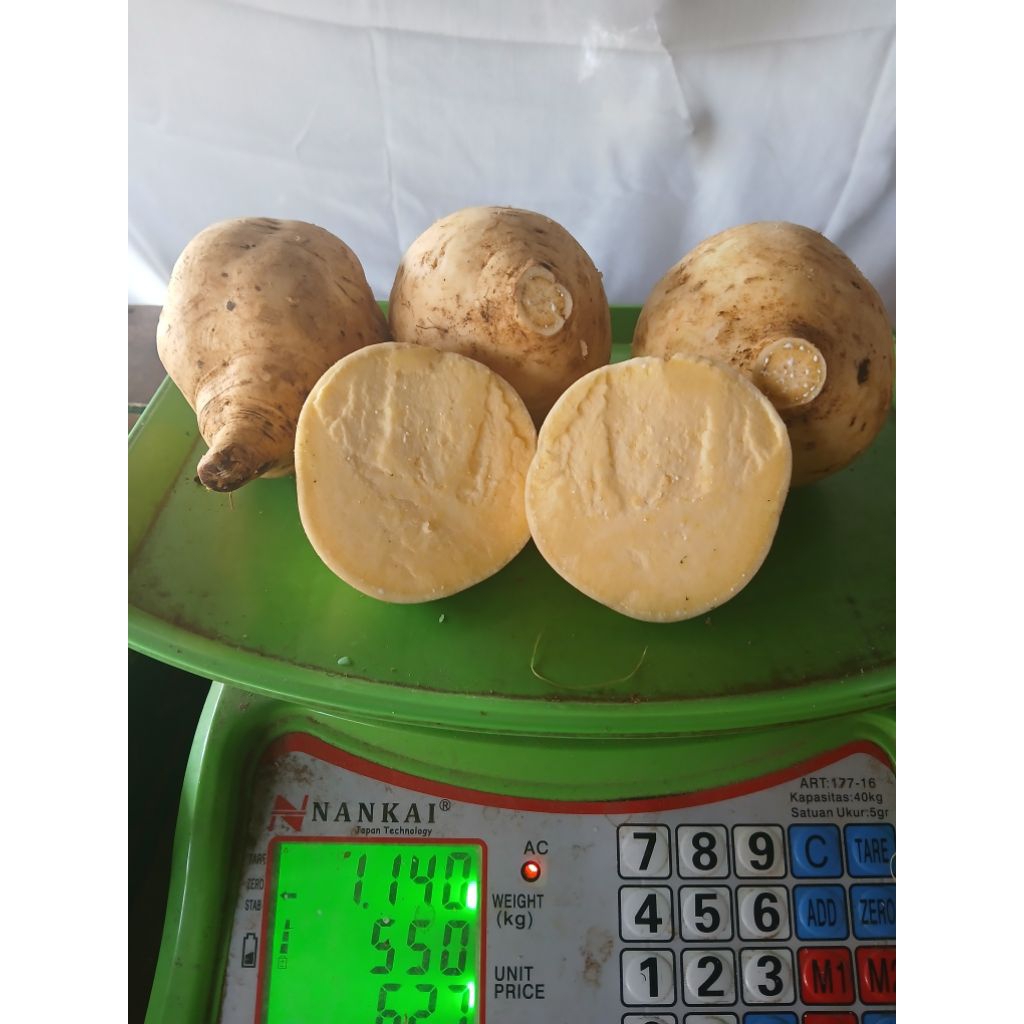 

ubi putih umbi putih