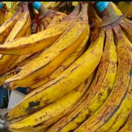 

Pisang tanduk organik 1tandan Original sukabumi 5kg sampai 8kg