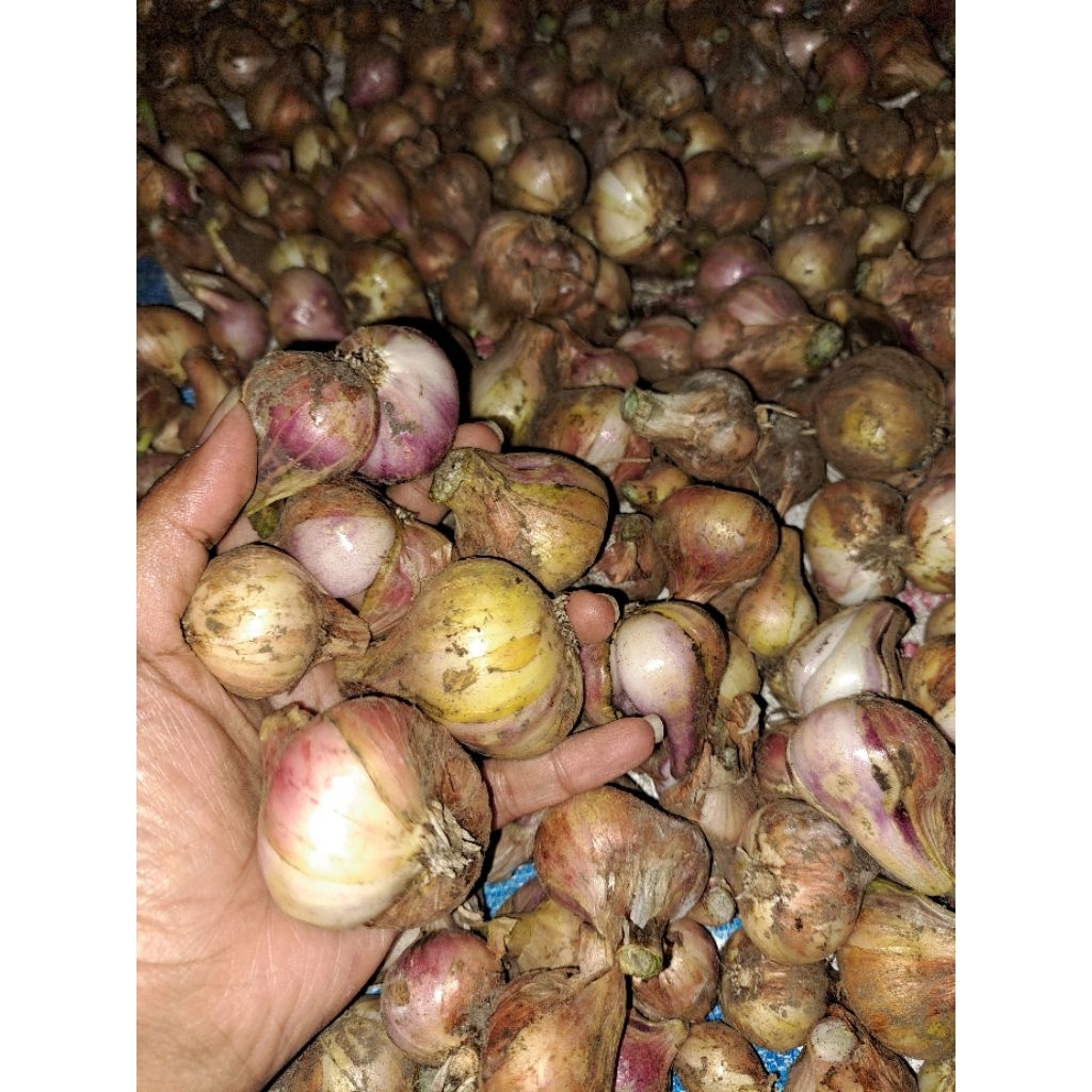 

bawang merah fres kebun sendiri