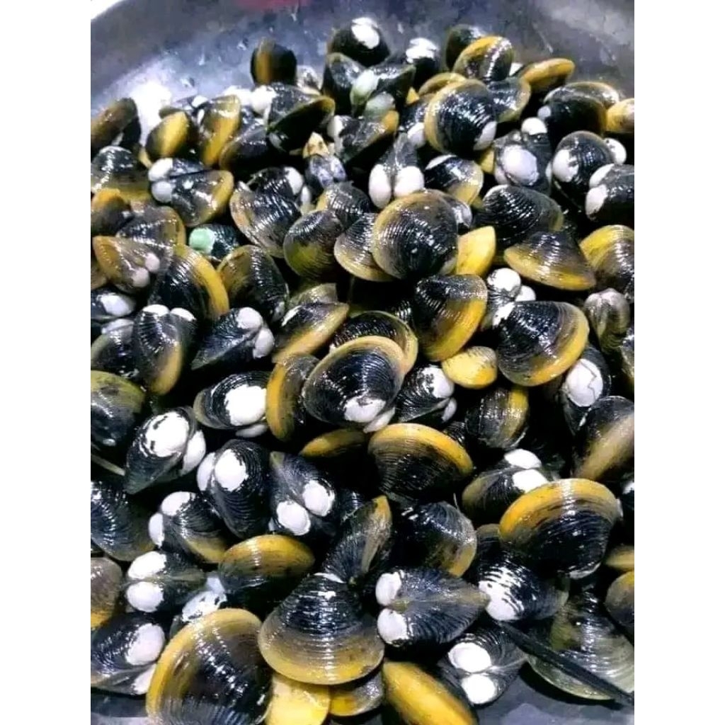 

Kerang Remis Air Tawar Segar