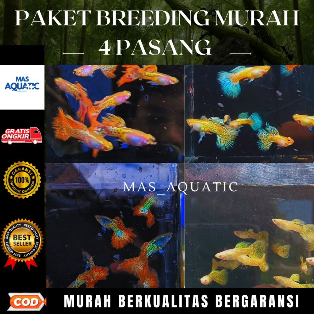 

EXTRA PACKING KARDUS || PAKET BR££DlNG HEMAT VVIP