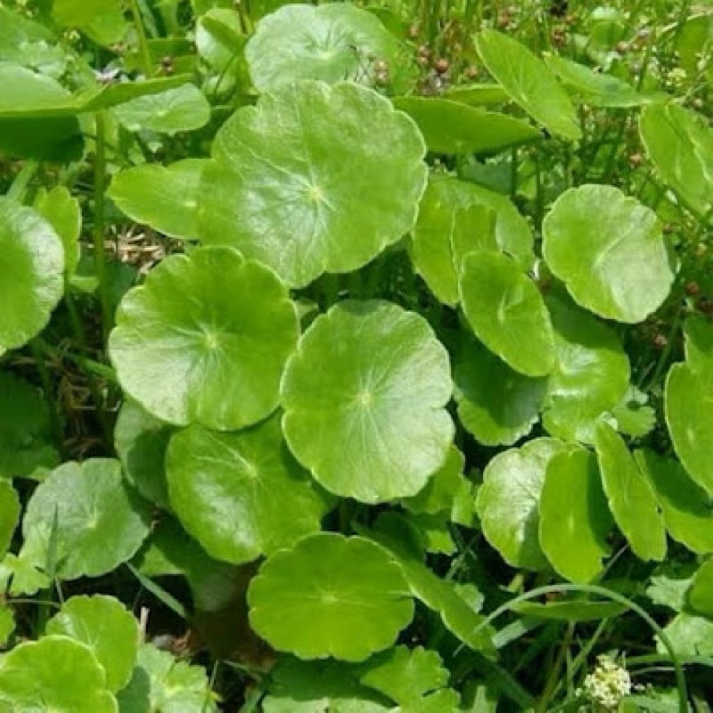 

Daun Pagagan, Antanan | 500gr