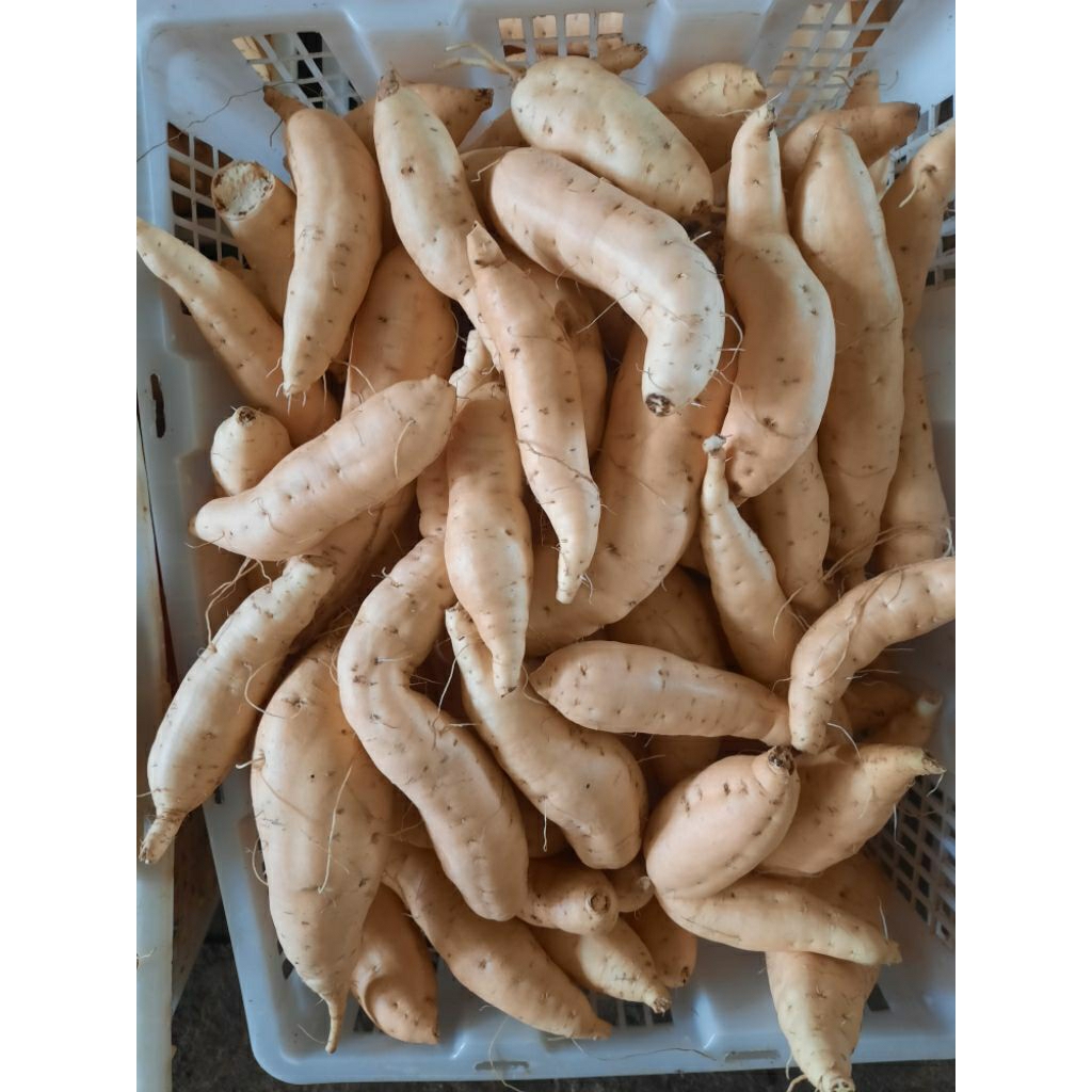 

ubi cilembu madu 1kg ukuran sedang isi 8-13 pcs