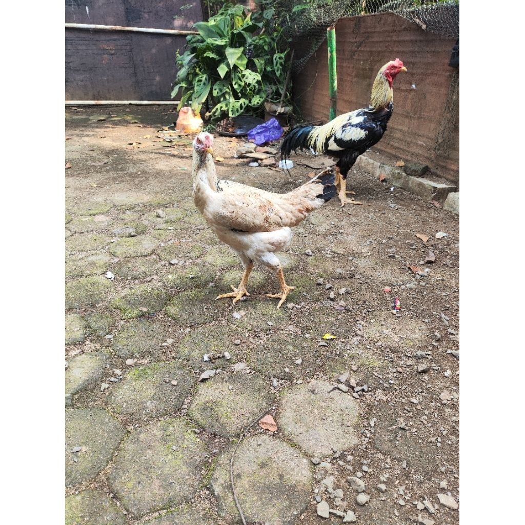 

Telur Tetas Ayam Godzila