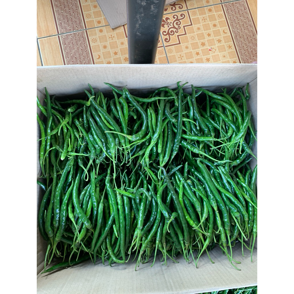 

Cabe Cabai hijau keriting fresh 1kg kemasan rapi aman
