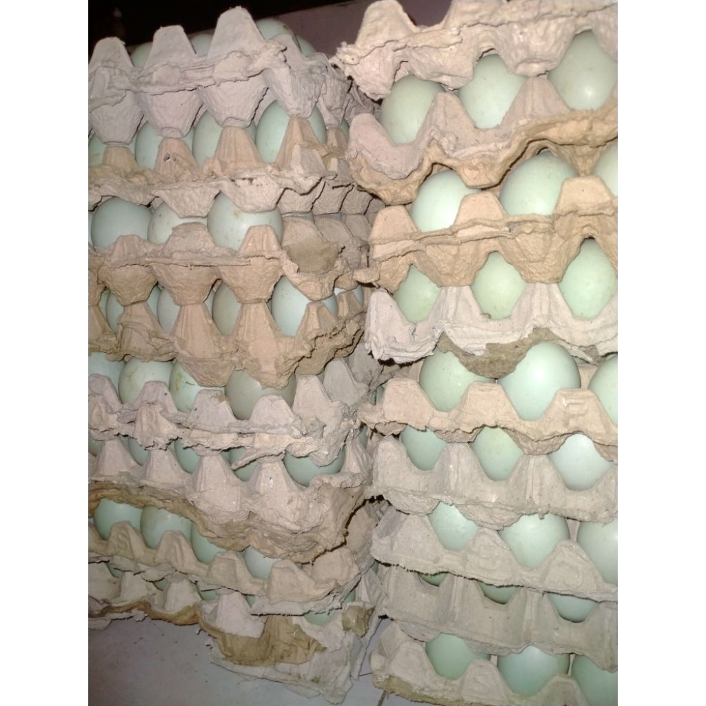 

telur bebek konsumsi