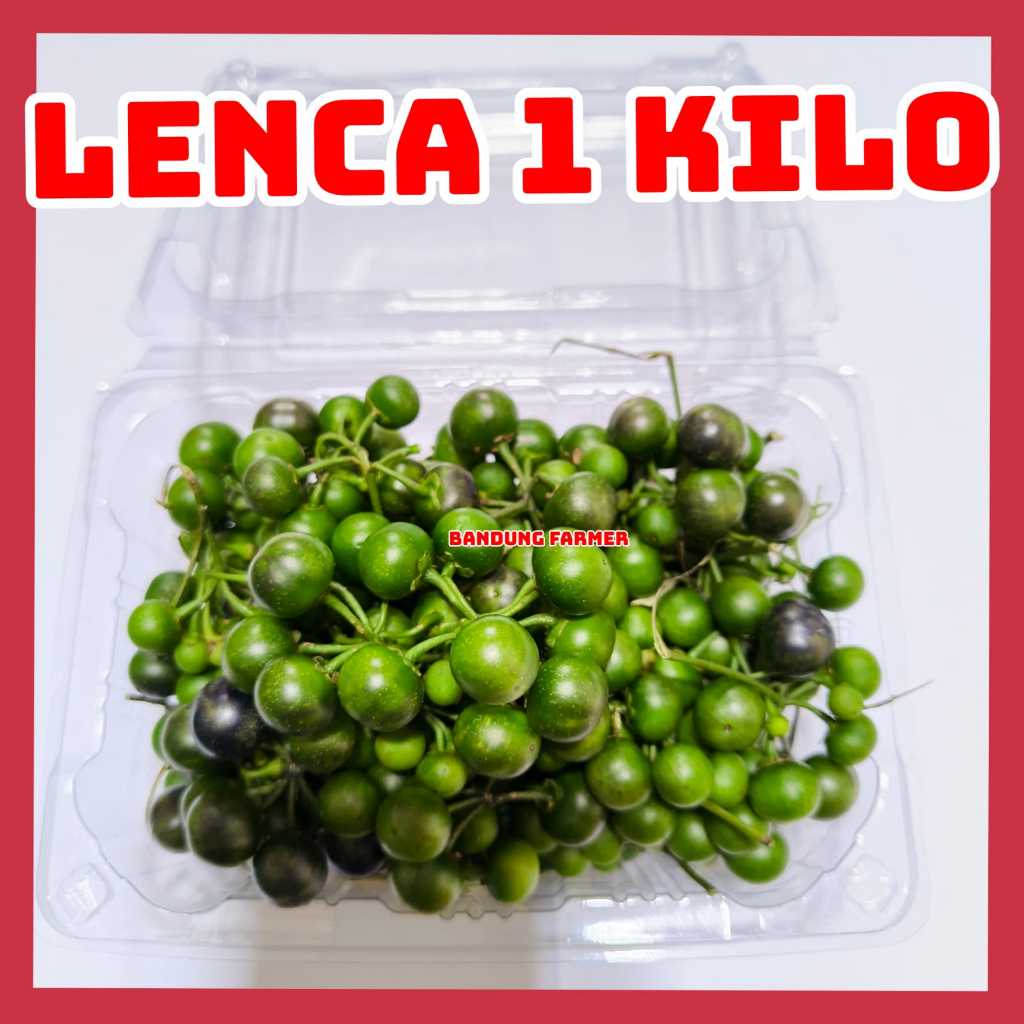 

Leunca Segar 1kg Petik Langsung Dari Kebun