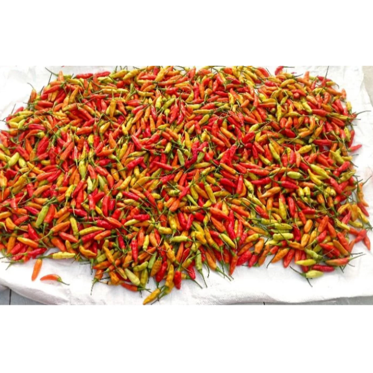 

KEDIRI JATIM Cabai Rawit ORI Fresh Langsung dari Petani