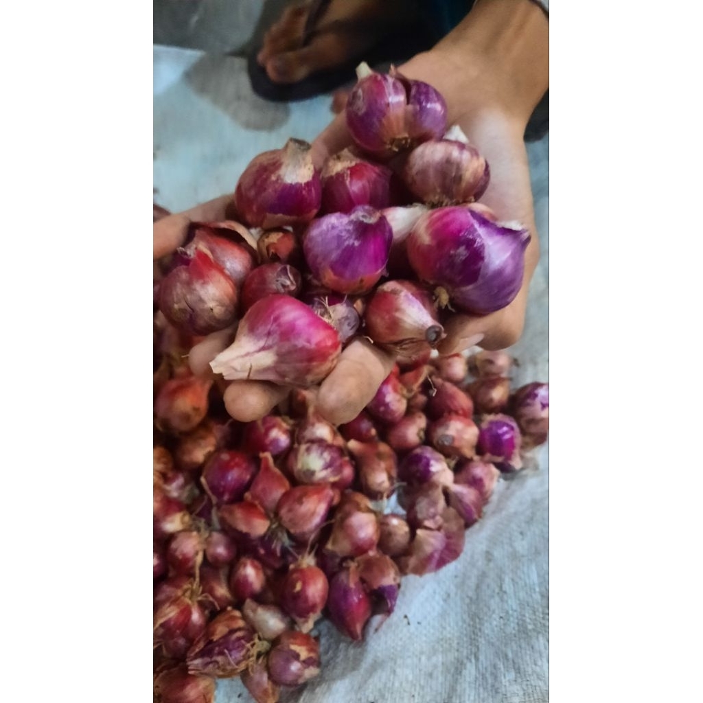 BAWANG MERAH Besar, super A1 1kg/1000g